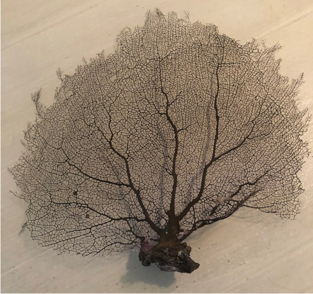 Sea Fan Small