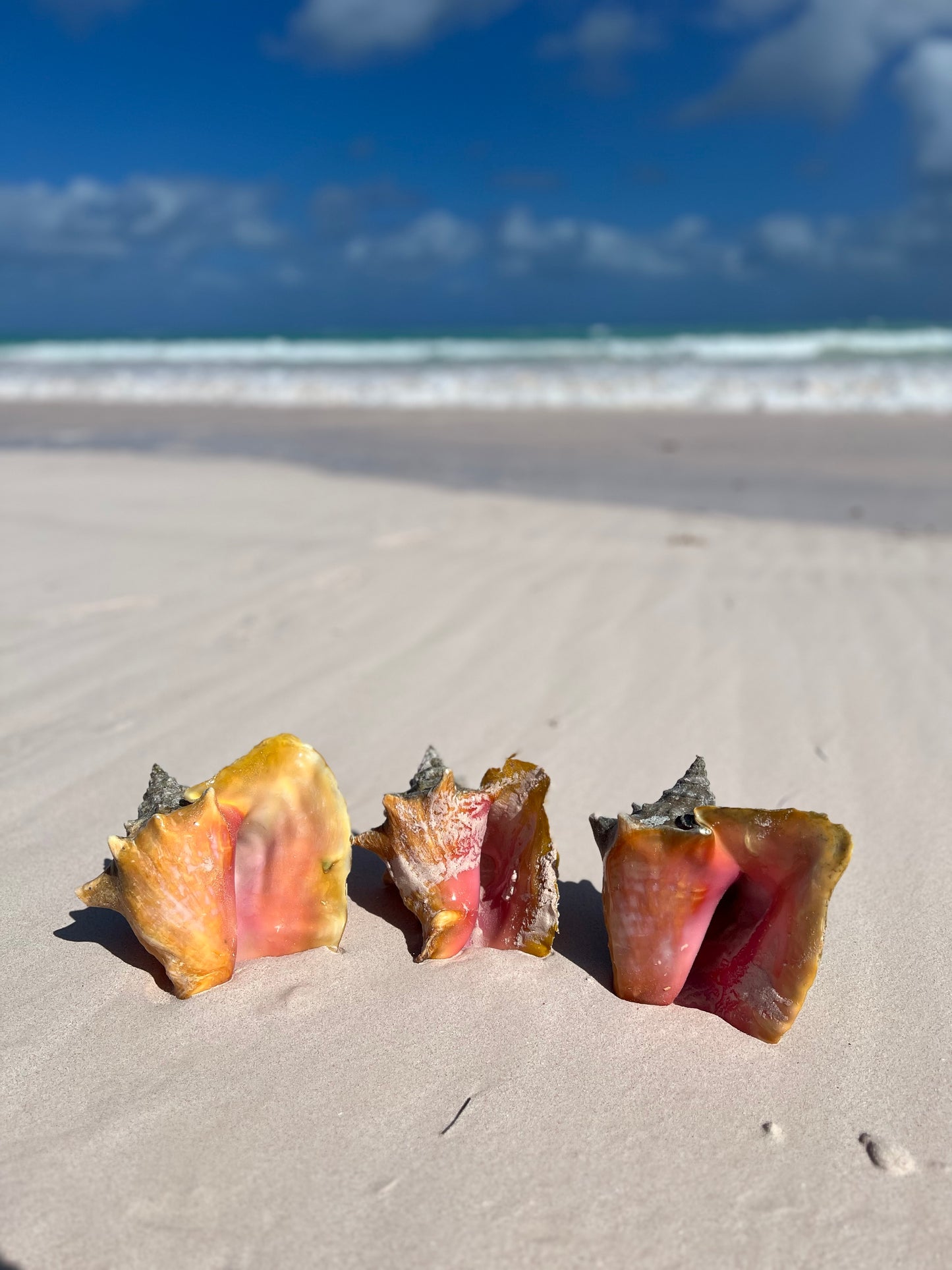 Conch Shell