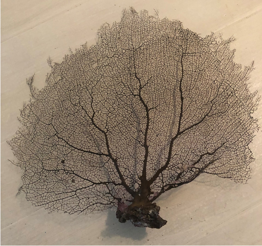 Sea Fan Small